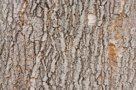 bark background