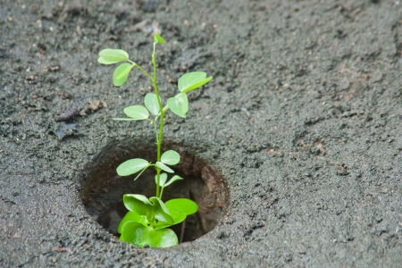 Plant growing from soilの写真素材