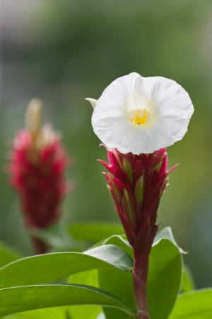 Costus speciosus,Cheilocostus speciosusの写真素材