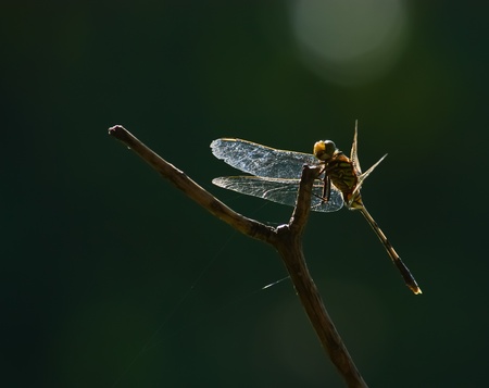 Dragonfly  resting on a branch