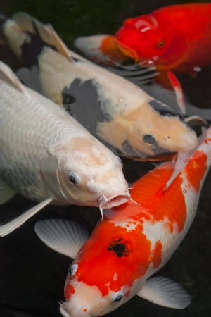 koi fish swimming in the pond の写真素材