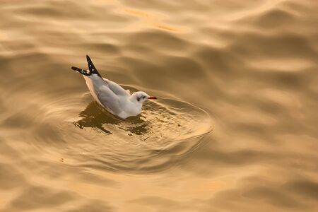 Seagull  on golden waterの写真素材