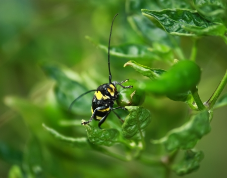 Beetle spotted barbelの写真素材