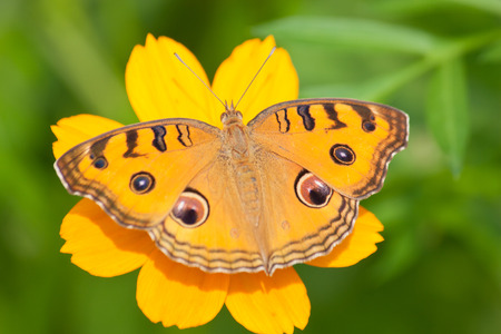 Butterfly feeding on flowerの写真素材