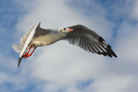 Seagull flying