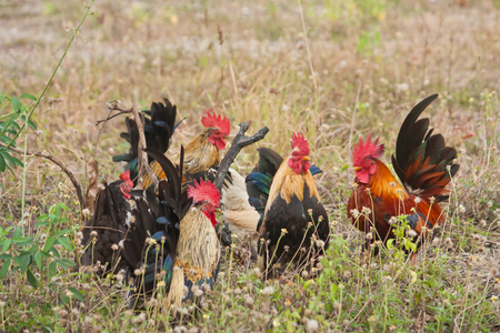 Rooster and hen in the natureの写真素材