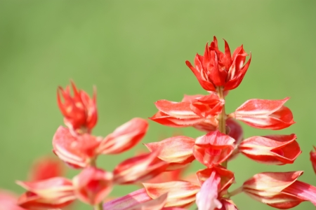Salvia Splendens flowers in the gardenの写真素材