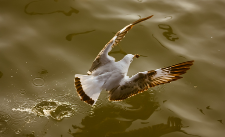 Seagull flyingの写真素材
