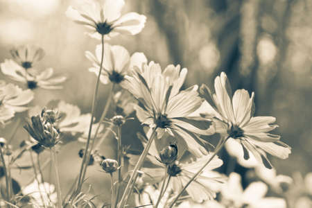 Vintage Cosmos flowersの写真素材