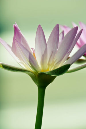 Vintage of lotus flowerの写真素材