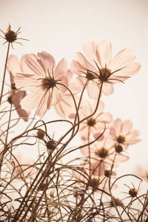 Vintage cosmos flower on backgroundの写真素材