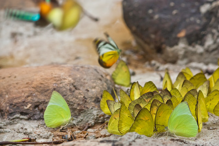 group of butterflies feedingの写真素材