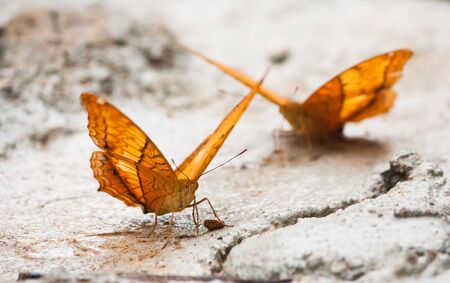 Common Cruiser butterflyの写真素材