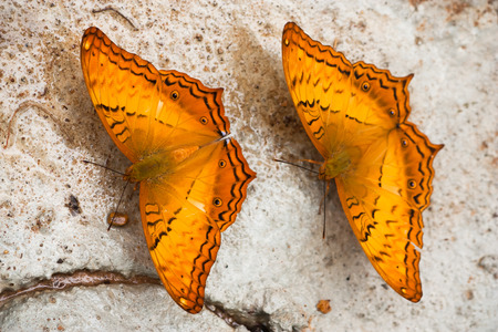 Common Cruiser butterflyの写真素材