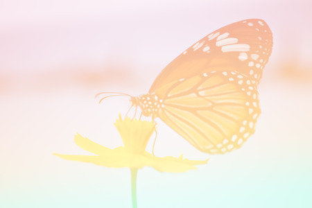Butterfly feeding in garden with pastel toneの写真素材