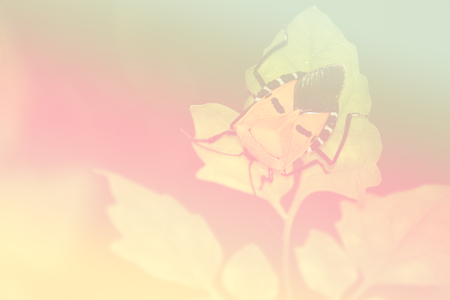 Insect on leaf with pastel toneの写真素材
