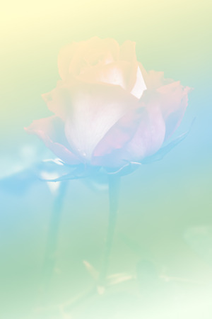 Red rose in garden with pastel toneの写真素材