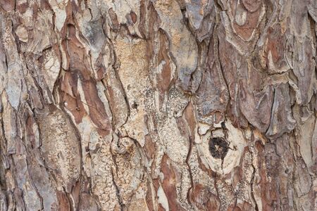 Surface of mahogany background