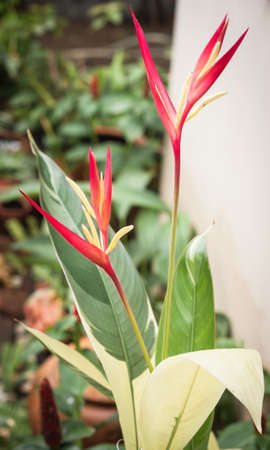Bird of paradise flower in garden