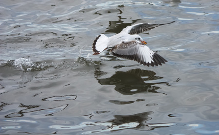 Seagull flying over seaの写真素材