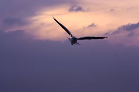 Silhouette seagull flying over sea at sunset