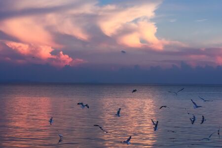 Silhouette seagulls flying over sea at sunsetの写真素材