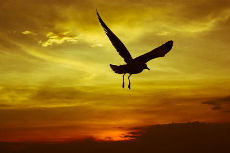 Silhouette seagull flying over sea at sunsetの写真素材