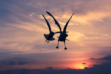 Silhouette seagulls flying over sea at sunsetの写真素材