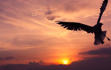 Silhouette seagull flying over sea at sunsetの写真素材