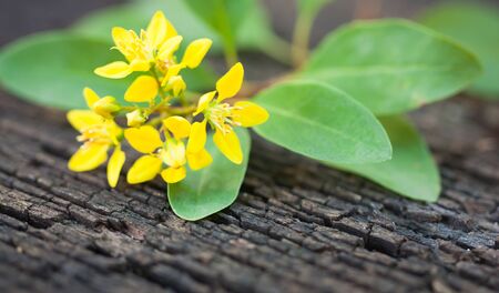 Yellow flowers on wooden backgroundの写真素材