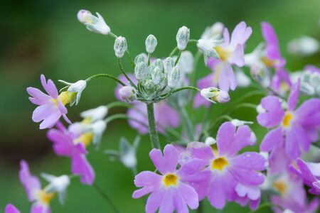Close up beautiful violet flower in gardenの写真素材