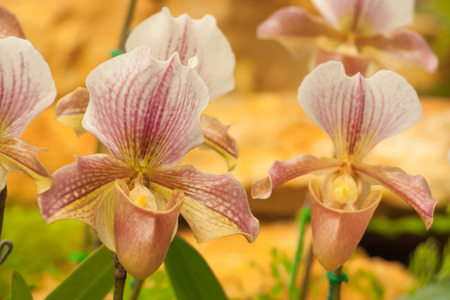 Paphiopedilum, beautiful orchids in the gardenの写真素材