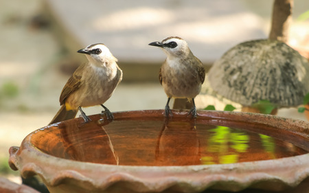 Yellow - vented Bulbul Pycnonotus goiavier bath in gardenの写真素材