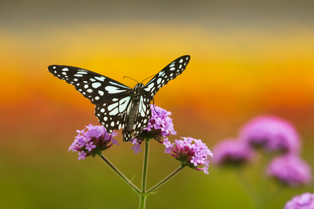 butterfly feeding on purple flowerの写真素材