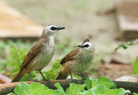 Yellow - vented Bulbul Pycnonotus goiavier in gardenの写真素材