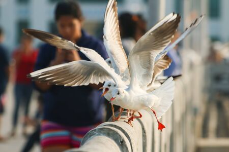 Seagulls flying over seaの写真素材