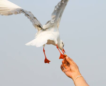 Seagull taking food from handの写真素材