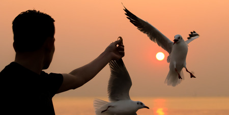 Silhouette seagulls taking food from hand at sunsetの写真素材