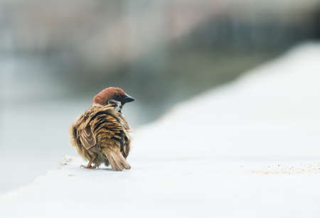 Little sparrow bird in the wind on white backgroundの写真素材