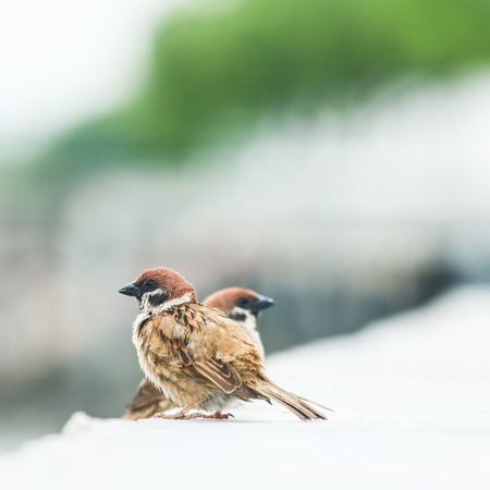 Couple sparrow bird in the wind on white background