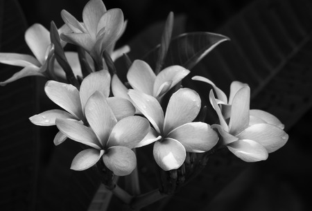 Black and white of frangipani flowerの写真素材