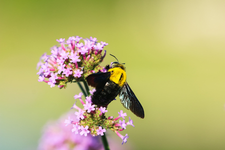 Bumblebee  on purple flower in the garden
