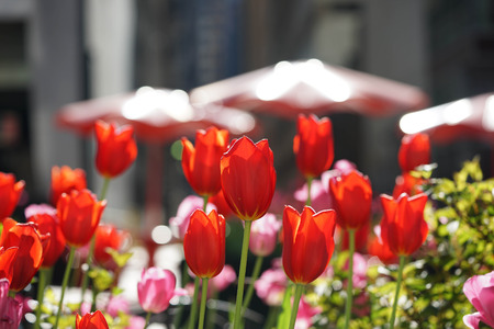 tulipの写真素材
