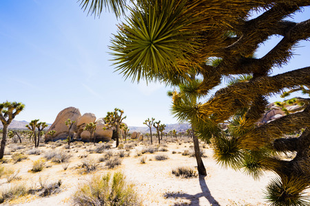 Joshua Tree National Parkの写真素材