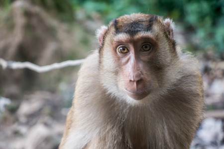 Monkey face close upの写真素材