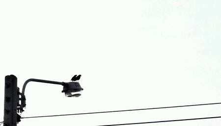 A couple of Hill Myna birds on public light postの素材