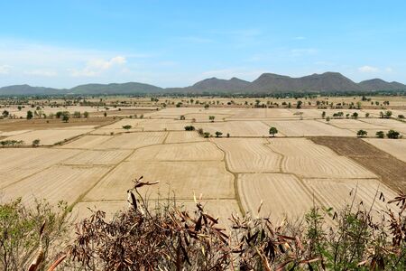 Countryside brown rice field landscape Thailandの写真素材