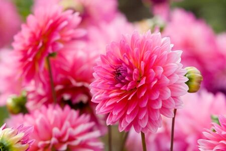 Pink chrysanthemum in flower garden of Northern Thailand.の写真素材