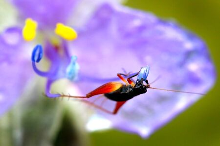 Cricket and colorful wild flower.の写真素材