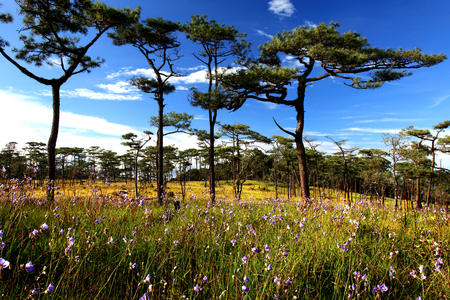Murdannia giganteum field, wild flower, Phu Soi Dao National Park, Uttaradit, Thailand.の写真素材